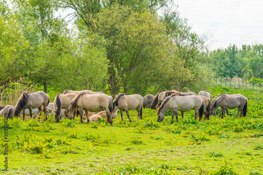 Horses and foals in a green pasture in sunlight at sunrise in a spring morning, Horses and foals in a green pasture in sunlight at sunrise in a spring morning,