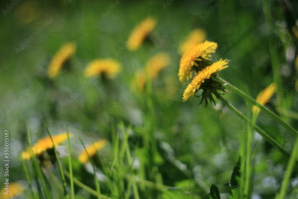 dandelion
dandelion