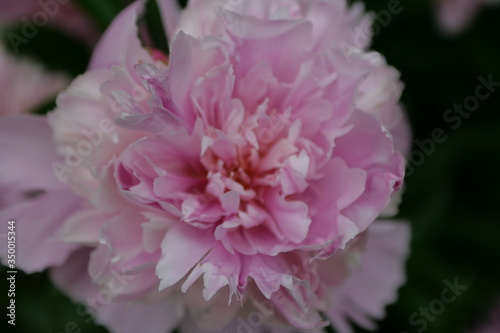 peony