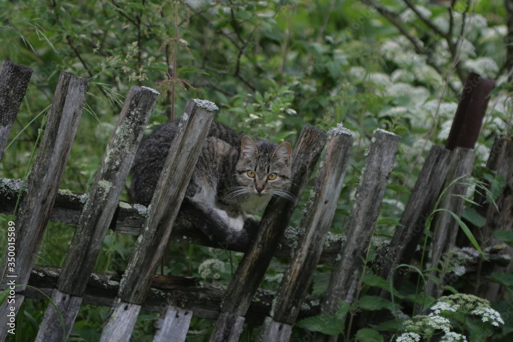 
cat on the fence
