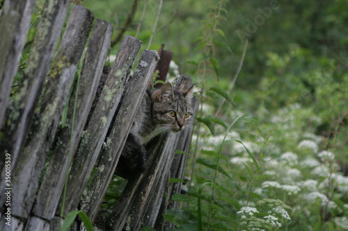  cat on the fence © Алена Потапова