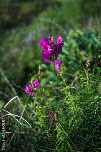 Flores lilas de primavera