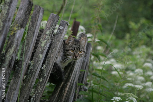 
cat on the fence