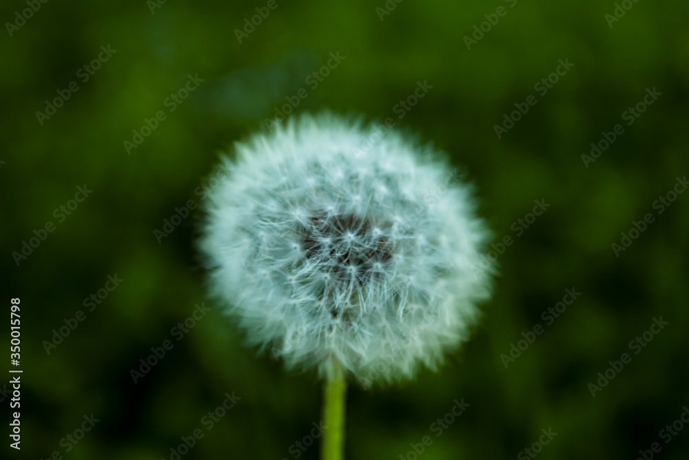 Close up wet dandelion over dark green background Close up wet dandelion over dark green background