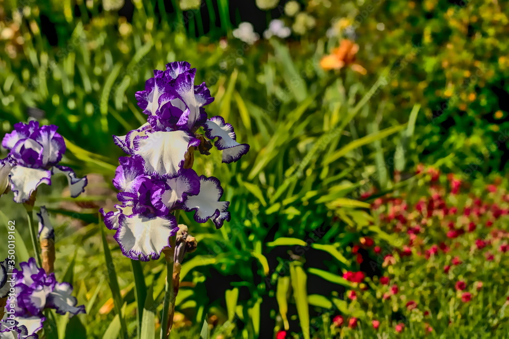 The picture shows a purple iris in the midday sun. It originated in Pirmasens, Germany The picture shows a purple iris in the midday sun. It originated in Pirmasens, Germany