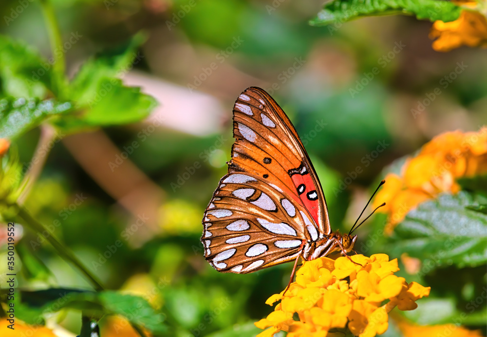 Extreme close-up of a Gulf Fritillary butterfly feeding on a bright yellow flower. Extreme close-up of a Gulf Fritillary butterfly feeding on a bright yellow flower.