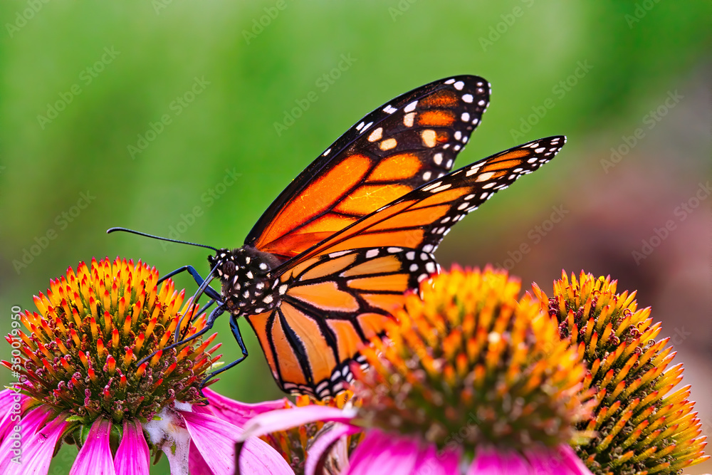 Fototapeta premium Extreme close-up of a Monarch butterfly resting and feeding on a colorful purple bloom.