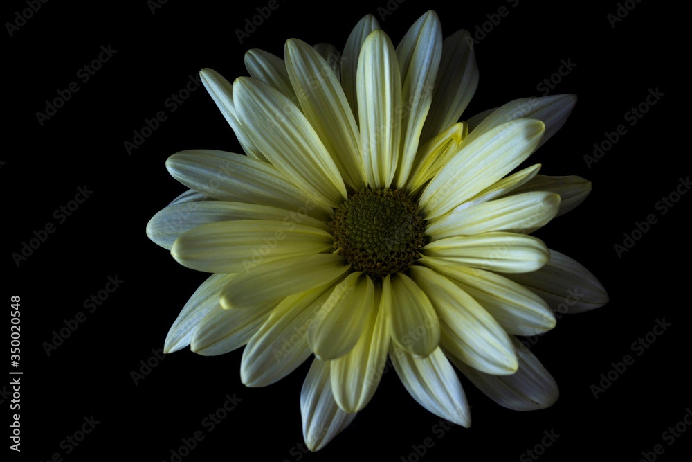 Daisy Daisy