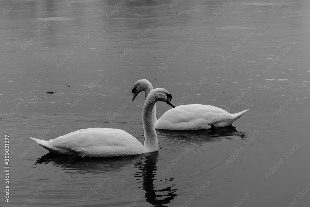Fototapeta premium Swans b&w