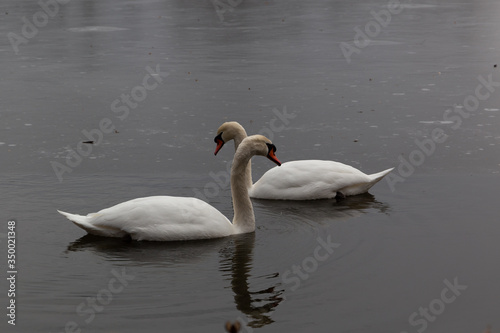 Swans