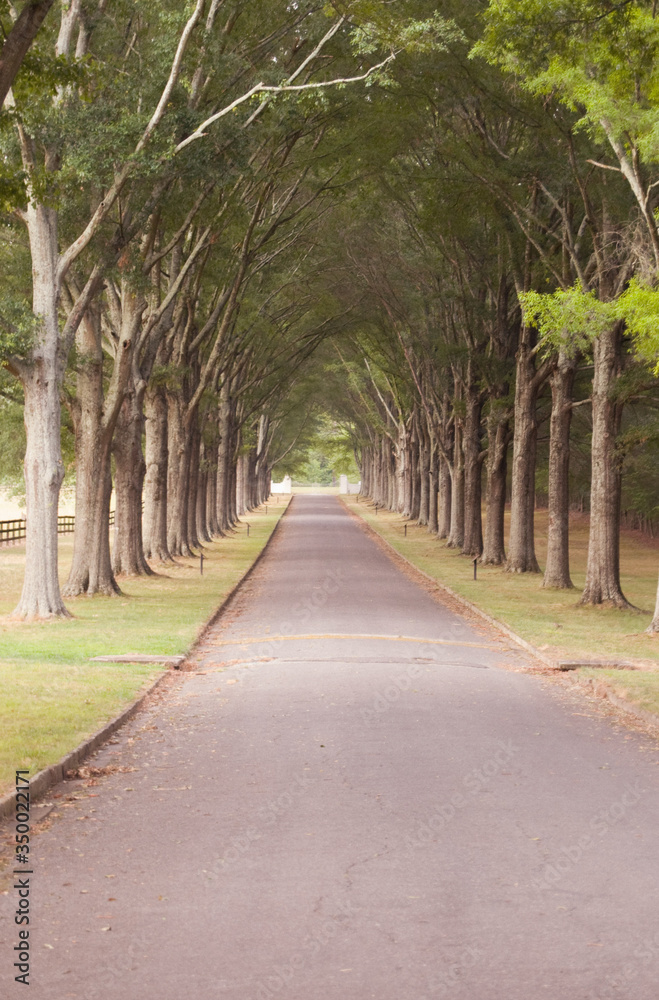 Tree Drive Tree Drive