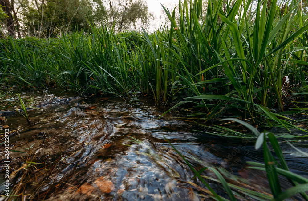 fast flowing river on a background of young green grass
fast flowing river on a background of young green grass