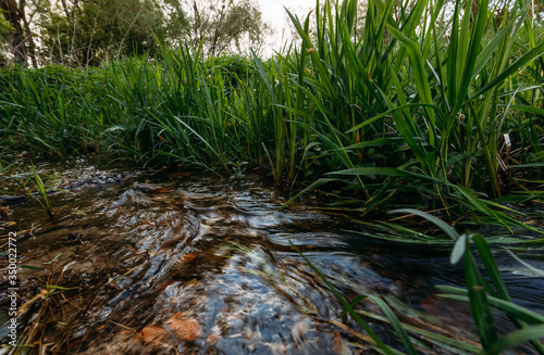 
fast flowing river on a background of young green grass