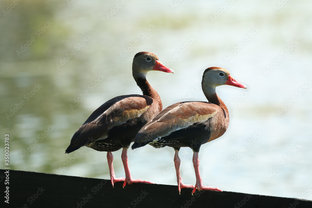 Fototapeta premium Black Bellied Whistling Ducks_3877