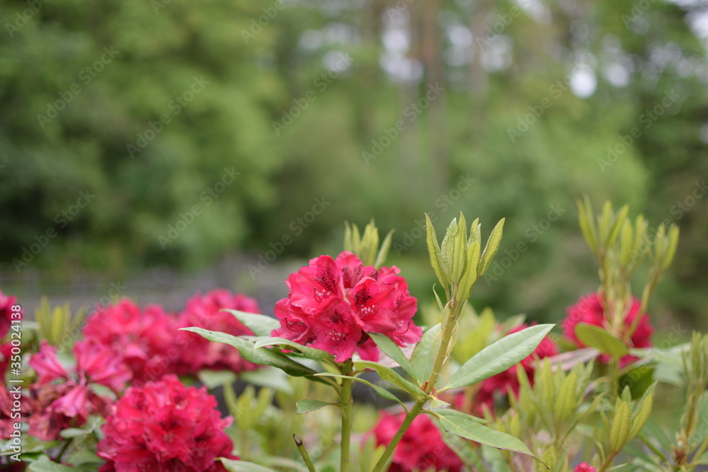 pink flowers in the garden pink flowers in the garden