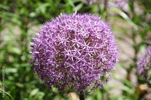 purple allium flower