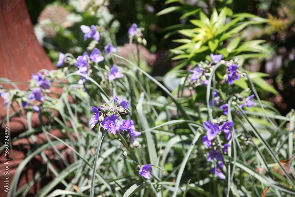 Obraz premium lavender flowers in the garden