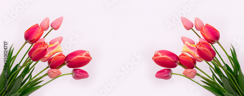 tulips flowers on white background. Waiting for spring. Happy Easter card. Flat lay, top view.
