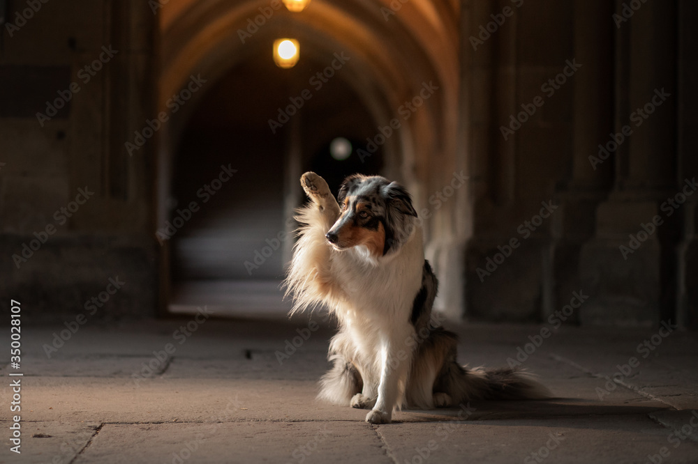 dog in an old castle. Low key. Ancient architecture,