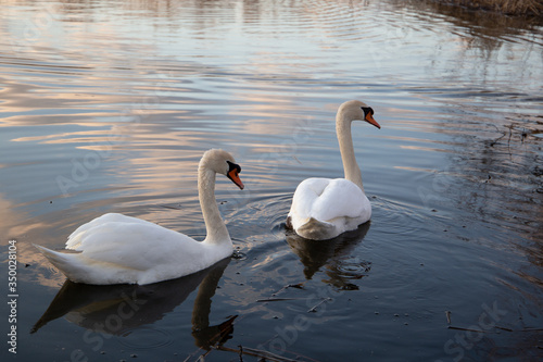 swans on the lake