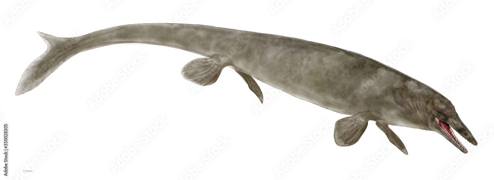 クリダステス 海棲なので恐竜ではなく海竜 白亜紀後期の海棲爬虫類で小型のモササウルスといえる 全長は3メートル前後で同時期に海生生物の食物連鎖の頂点に位置したティロサウルスの腹部から骨が発見されている Stock イラスト Adobe Stock