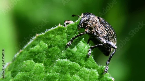 Pea Weevil feeds on a leaf. His Latin name is Sitona hispidulus. photo