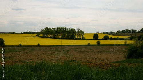  Landscape of Polish rapeseed fields. Ready for entry.