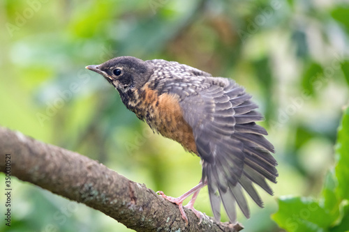 Εκτύπωση καμβά A young fledgling American robin fresh out of the nest tentatively tests out his wings on the relative safety of a branch before taking off into the air