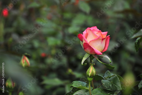 Rose in the forest