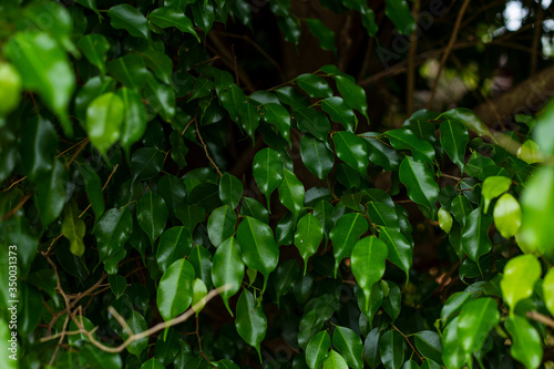 Naturaleza, textura verde
