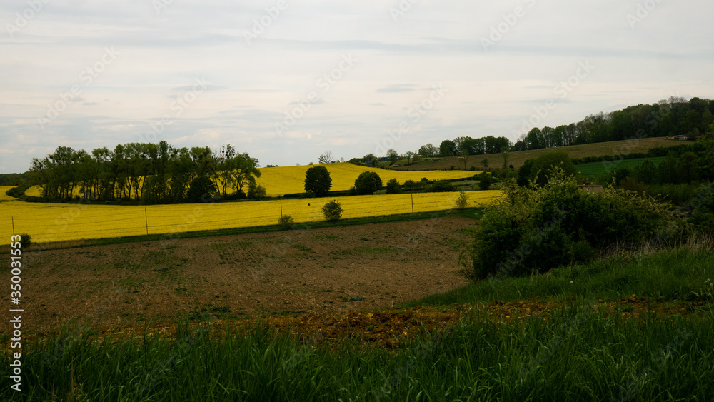 
Landscape of Polish rapeseed fields. Ready for entry.