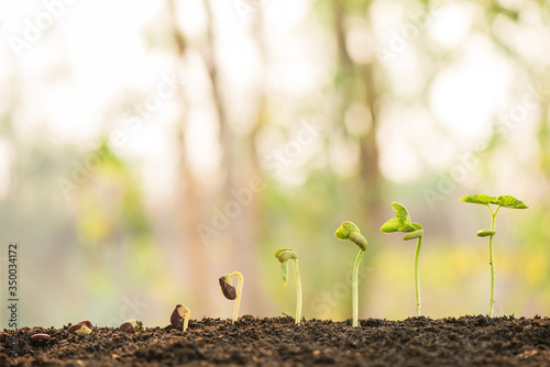 plant growing in morning light green nature bokeh background, new life, business financial progress cultivation. agriculture, horticulture. plant growth evolution from seed to sapling, ecology concept
