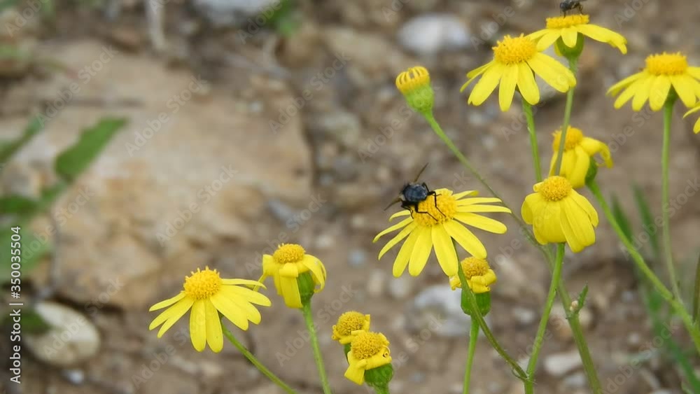 an insect crawls over the yellow daisy flowers and collects pollen, an insect crawls over the yellow daisy flowers and collects pollen,