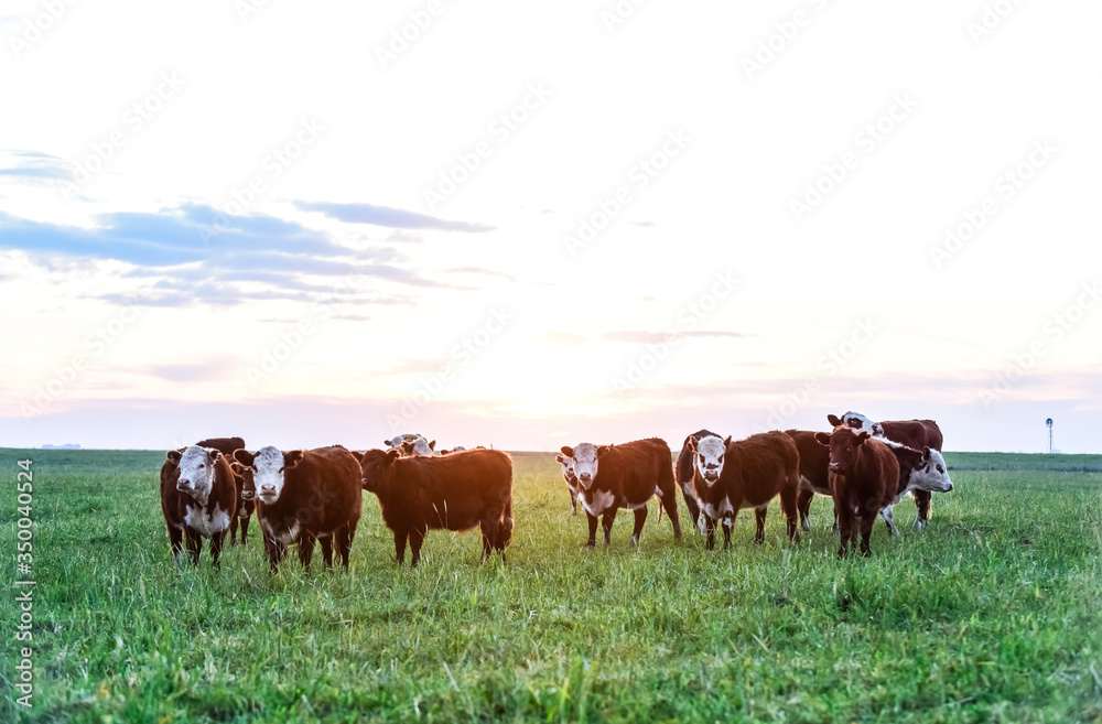 Cattle in Argentine countryside, Buenos Aires Province, Argentina.