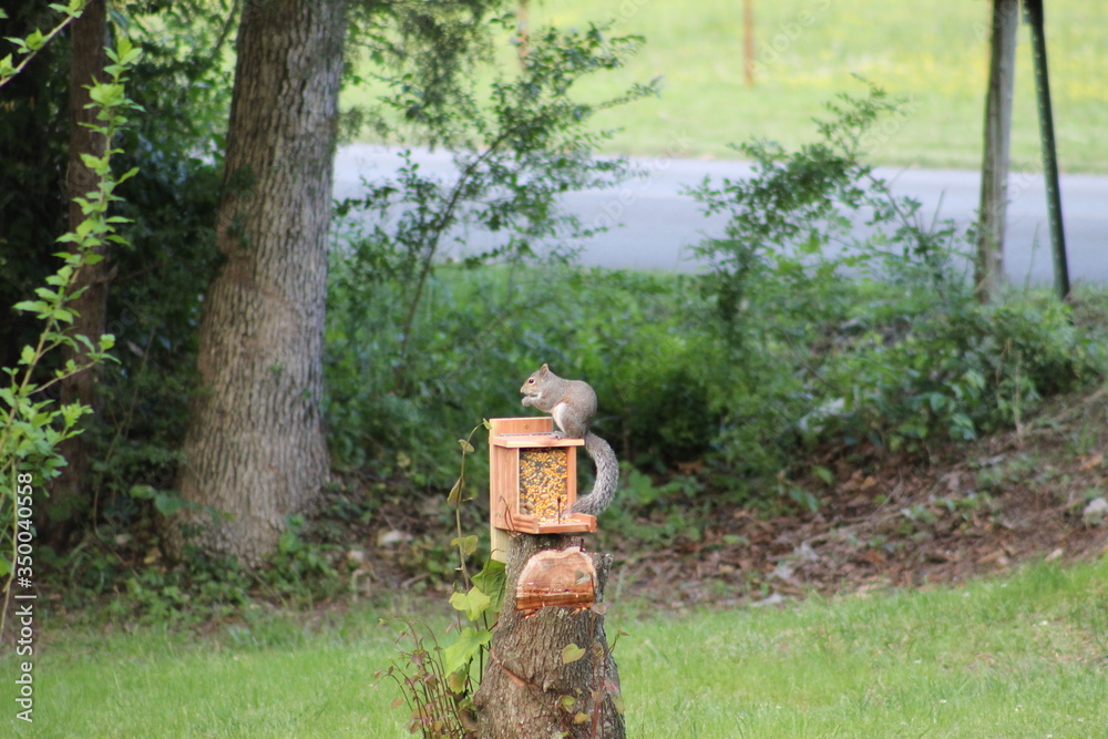 Squirrel eating at feeder