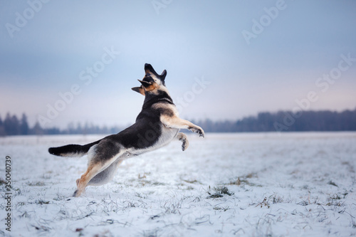 dog in the winter in the snow. active east european shepherd plays in nature