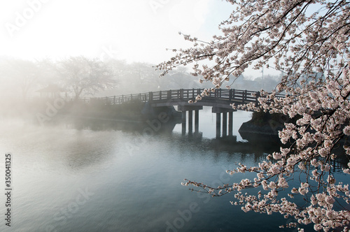 fog on the river