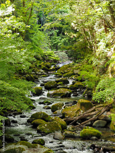 Green forest river in Yamanashi Japan