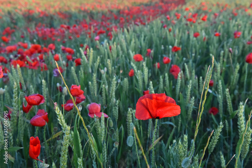 a red beautiful poppies at sunset in the Green field