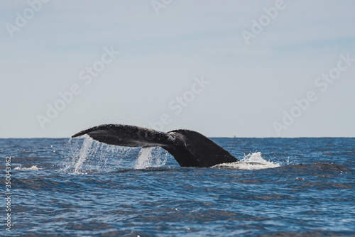 Photograph of the tail of a Humpback Whale at the Pacific Ocean in Los Cabos, Mexico  © Arturo Verea