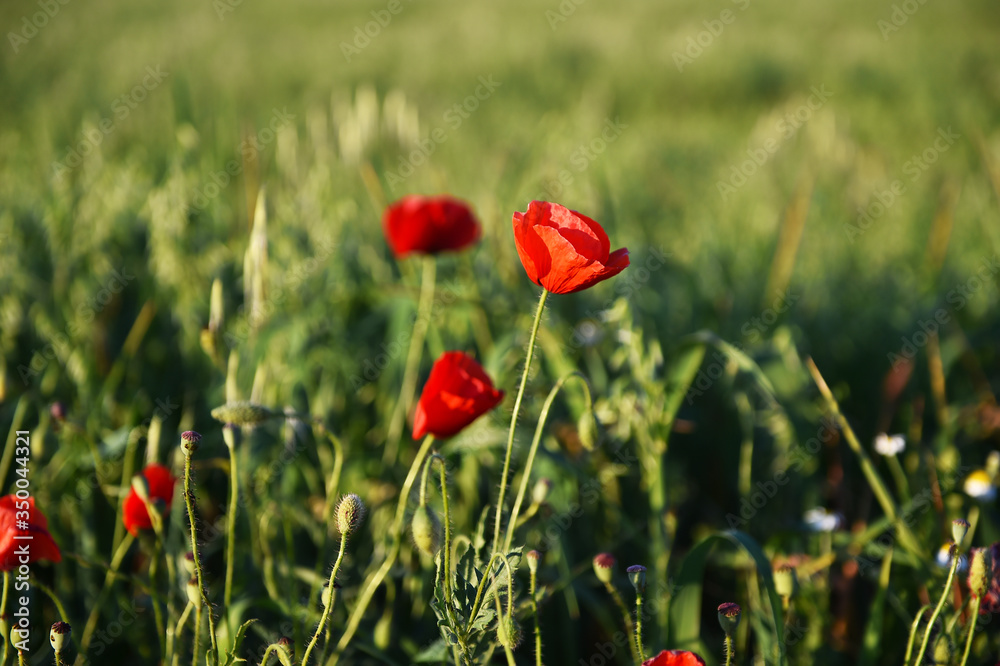 Fototapeta premium amapolas rojas