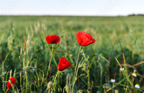 a red beautiful poppies at sunset in the Green field