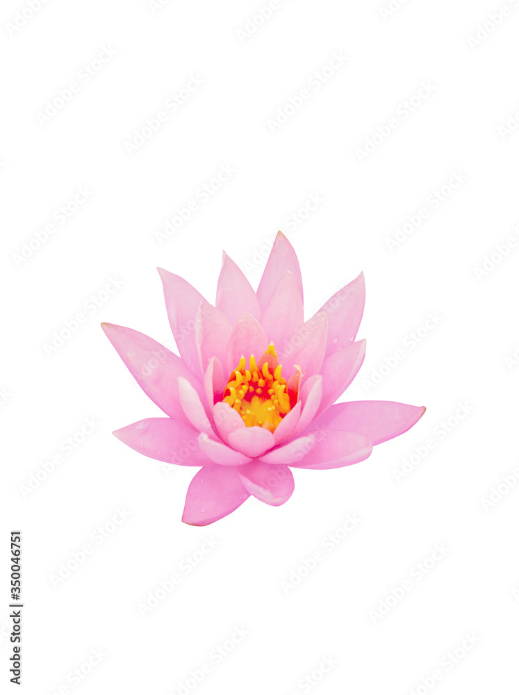 Blooming water lily and green round leaves in water,Nymphaea L. Blooming water lily and green round leaves in water,Nymphaea L.