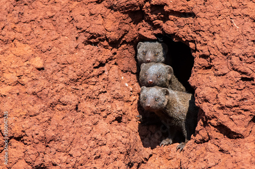 Dwarf Mongoose Trio - Madikwe Game Reserve South Africa photo