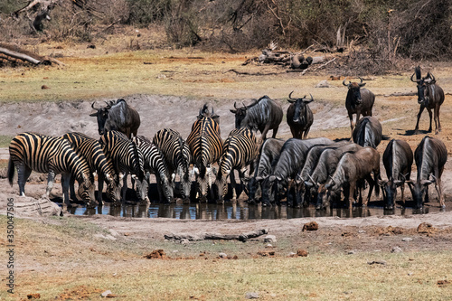 Zebra and Wildebeest - Safari Landscape in the Madikwe Game Reserve of South Africa