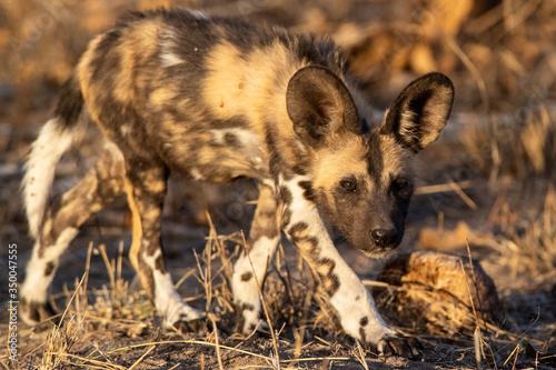 Wild Dog Pup from the Sabi Sand Game Reserve of South Africa
