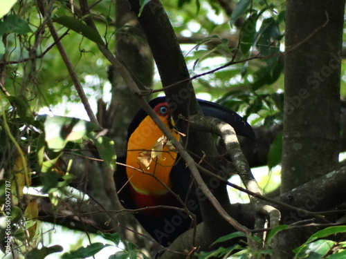 toucan in the tree