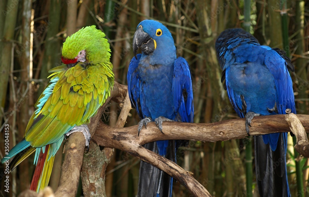 Obraz premium Three parrots on a branch
