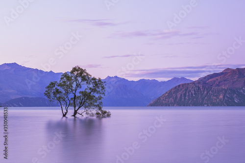 Wanaka tree New Zealand. Sunrise landscape mountains Wanaka tree New Zealand. Popular travel destination lake wanaka.