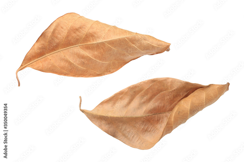 Brown dry leaves isolated over white background.